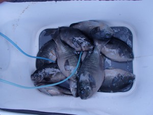 P5300274